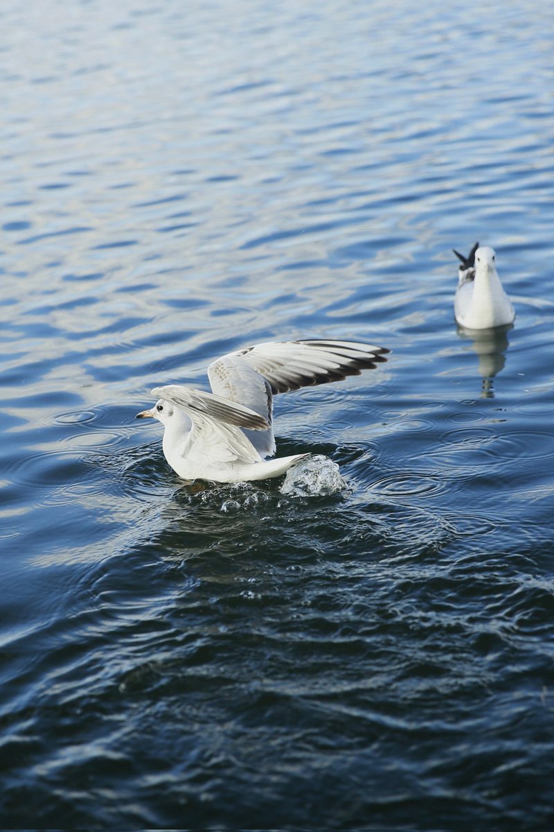 IEASONCHAN's tweet photo. Jump!#seagulls https://t.co/OBYjfKO7oK