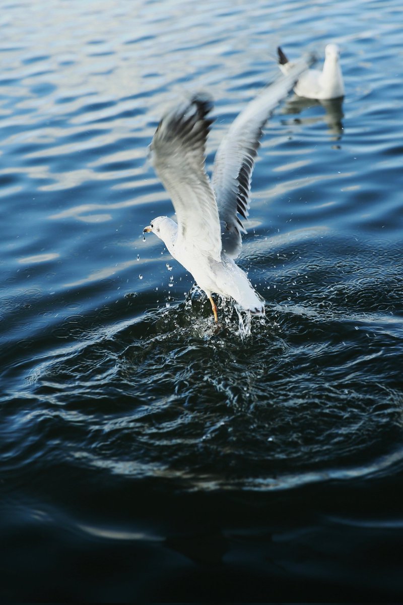 IEASONCHAN's tweet photo. Jump!#seagulls https://t.co/OBYjfKO7oK