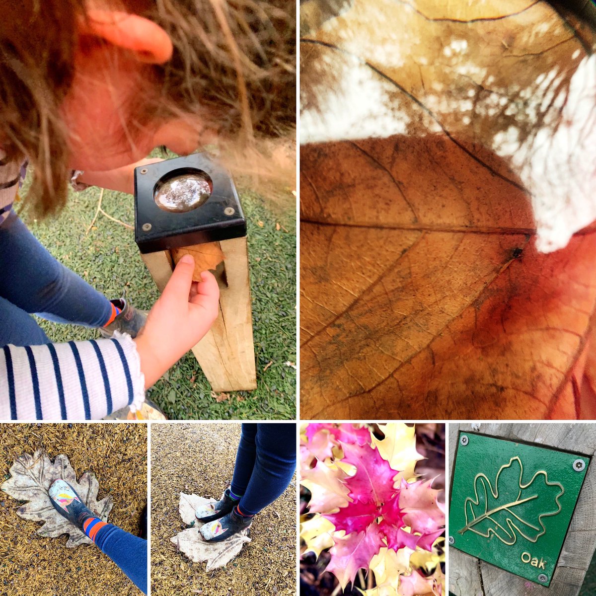 Day 10 of #12DaysWild and we’ve ventured out to <a href="/ClarencePlay/">Clarence Play</a> to check out their leaf identification trail. <a href="/HMWTBadger/">Herts & Middlesex Wildlife Trust</a> <a href="/WildlifeTrusts/">The Wildlife Trusts</a> <a href="/30DaysWild/">#30DaysWild from The Wildlife Trusts</a> 💚🍃🍂🍁