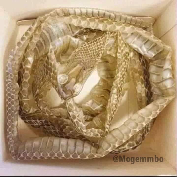 𝑴𝒐𝒈𝒆𝒎𝒎𝒃𝒐 tweet media