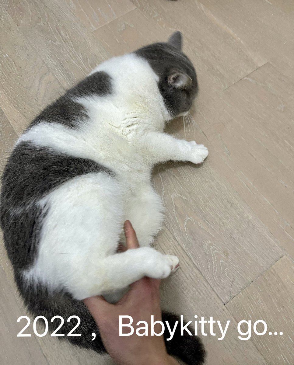 Baby Kitty Official tweet media