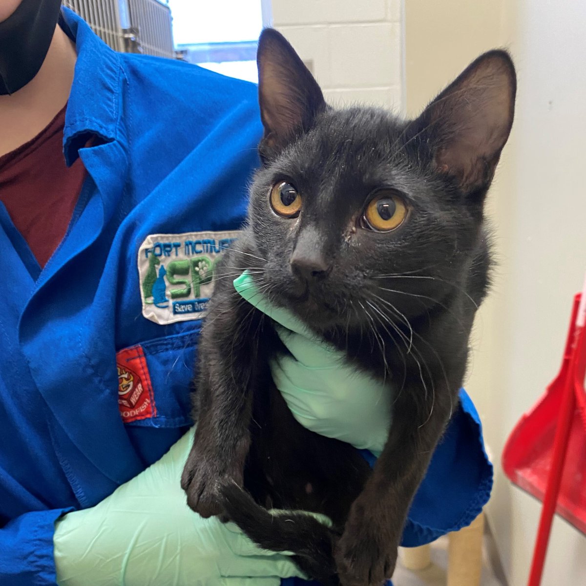 Crosby is a playful boy who can’t get enough! He loves spending his day playing with his siblings followed by a long cat nap. He would make a great addition to any family! fmspca.ca/adoptable-cats/ #meow #adoptme