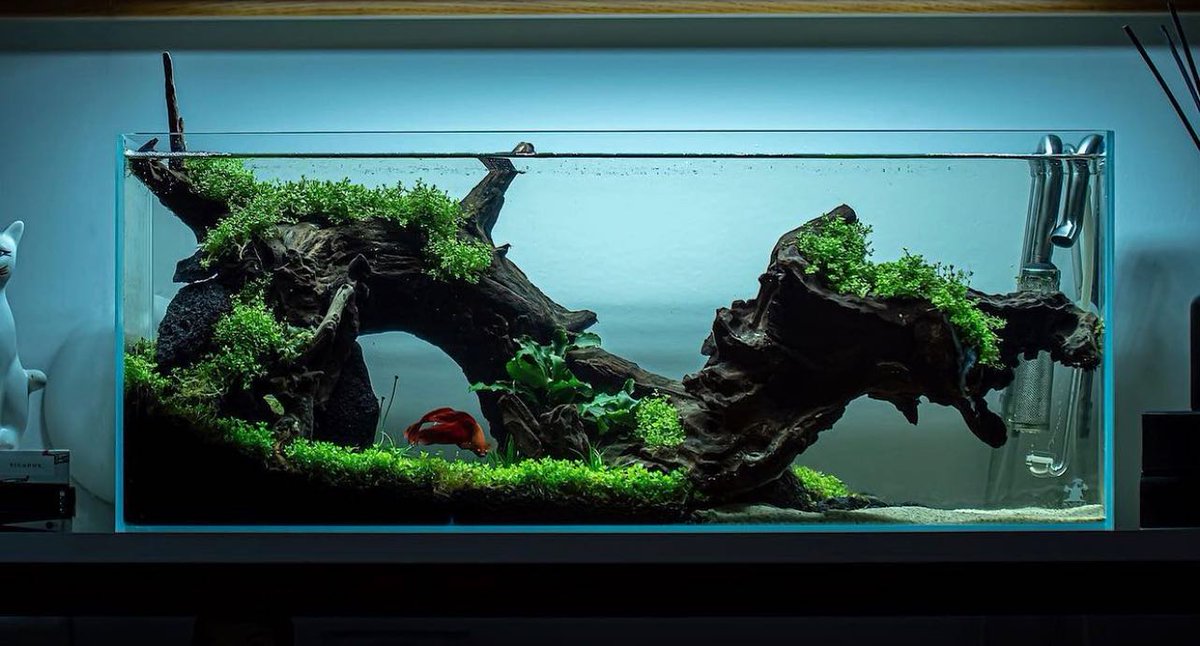 seachem's tweet image. Gorgeous scape done by @alexscapes (IG). For this setup she used Stability, Aquavitro
Pipe Set, Flourish Glue, and Matrix!