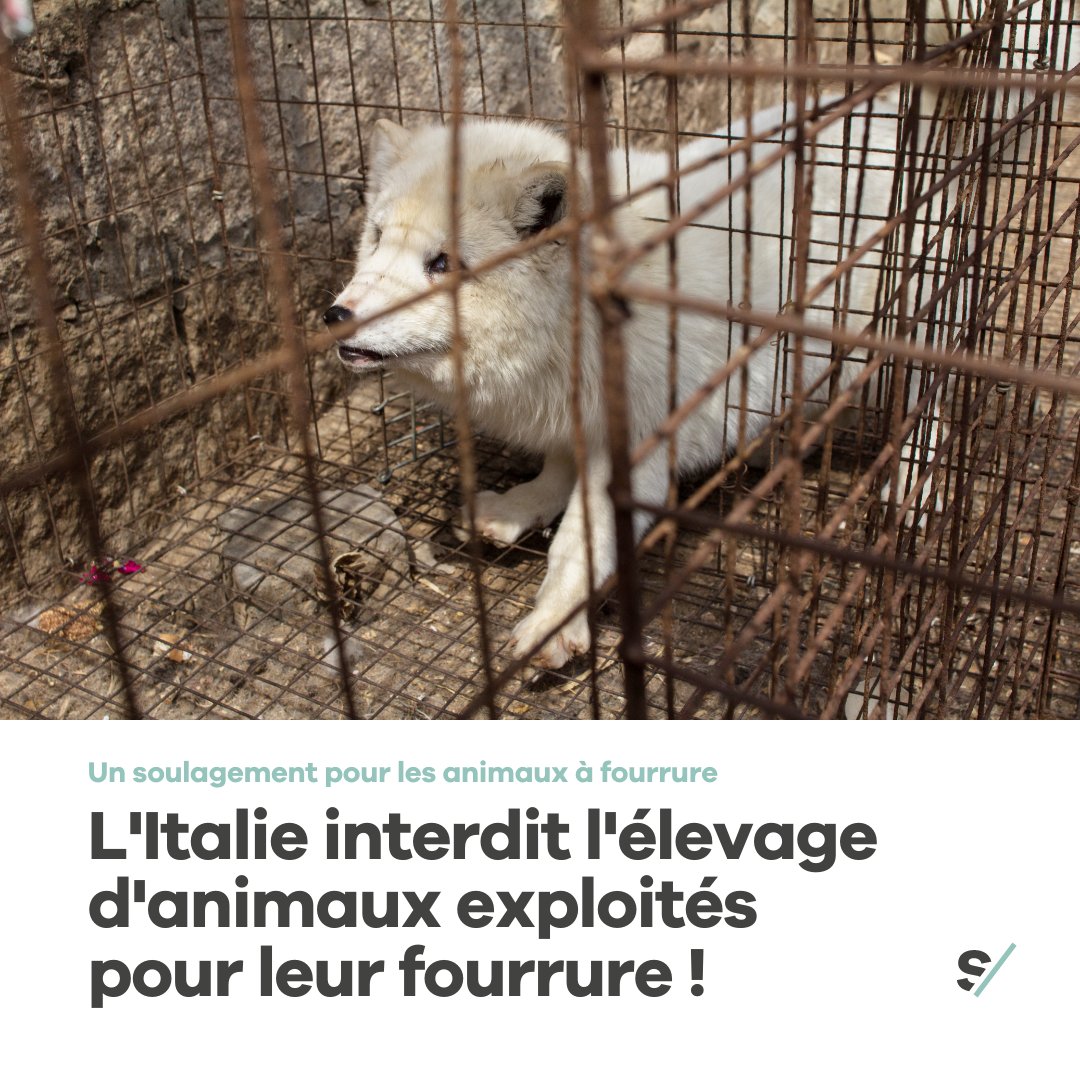 Sentiencesuisse's tweet image. Le premier janvier 2022, l’Italie est devenue le 16ème pays d’Europe à interdire l’élevage d’animaux à fourrure. Dans des pays tels que la France, la Croatie ou l’Autriche une telle interdiction est déjà inscrite dans la loi.
Voici le lien vers l’article 
leparisien.fr/societe/litali…
