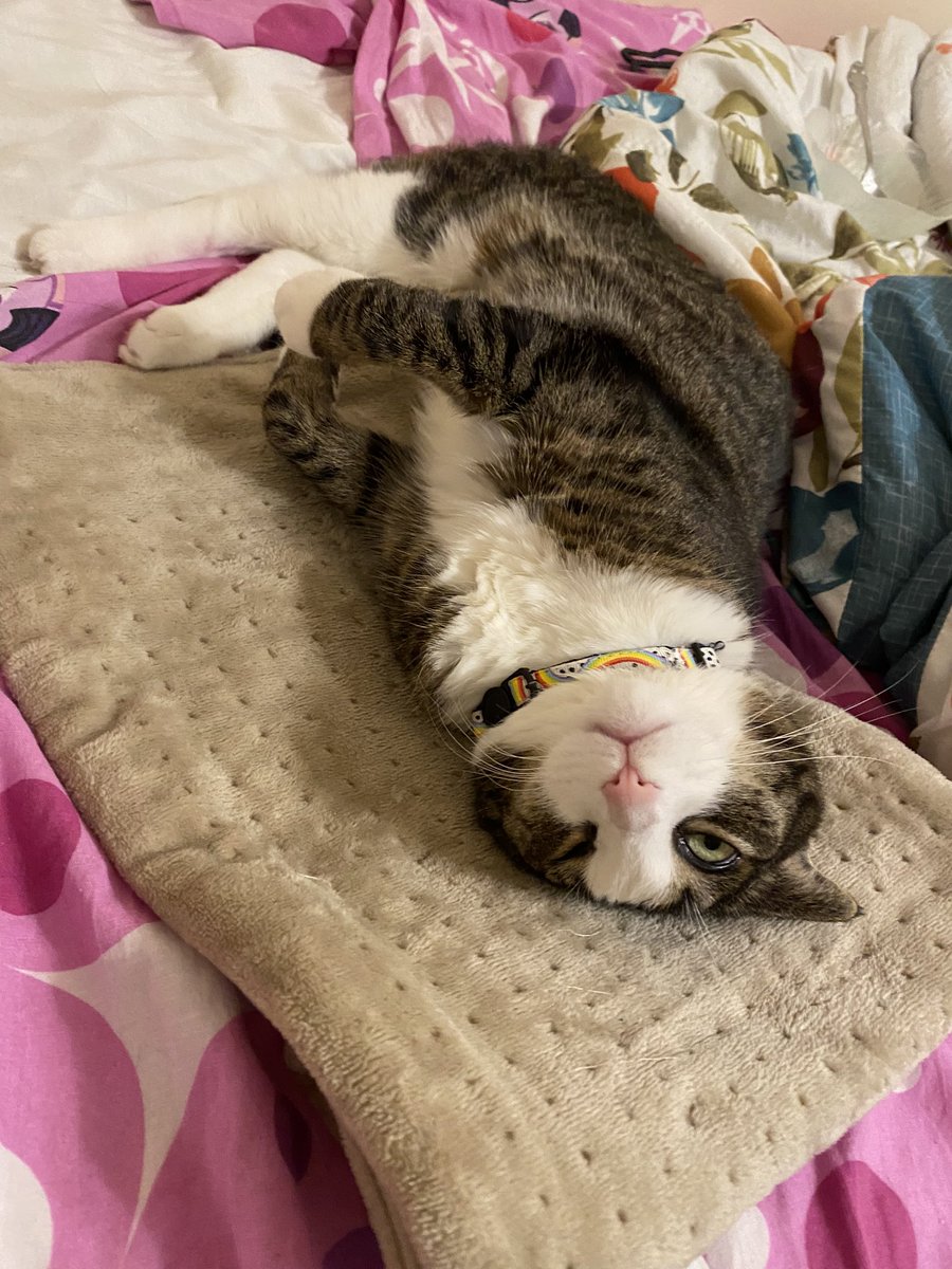 duckfangs's tweet photo. diagnosed with being a perfect good little girl https://t.co/ofGjgJ45pE