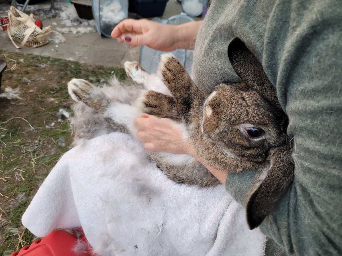 SDUndercover's tweet photo. Yesterday was grooming day for the rabbits I adopted recently. Here is Finnigan looking kinda betrayed 😠

#animals #AdoptDontShop https://t.co/bziFfX2Wyn