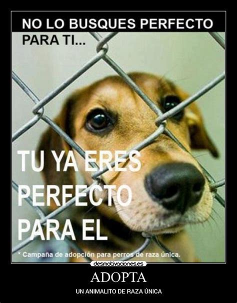 AmaregarDefensoraAnimalista, EcoFeminista tweet media