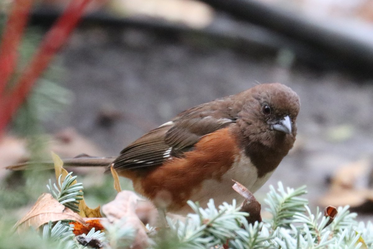 JennyPenny1119's tweet photo. Some little joys of Bryant Park Manhattan! #birding 2022 catbirds aplenty! https://t.co/mtuzlIHFEz
