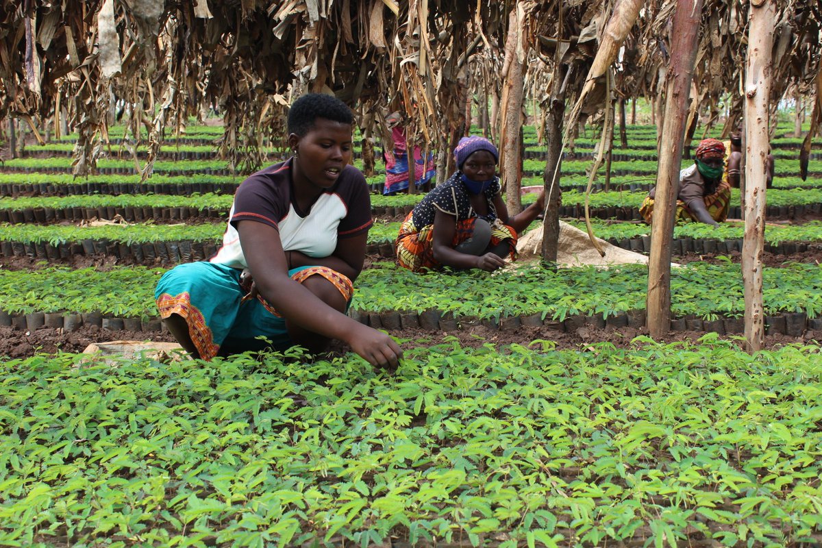 IucnRwanda's tweet photo. The loss of forests threatens the survival of many species and reduces their ability to provide essential services.
Learn more about how forest landscape restoration can reverse these losses. https://t.co/WVJeW48l0a
#GenerationRestoration #NatureBasedSolutions https://t.co/CXdCWUKUXU