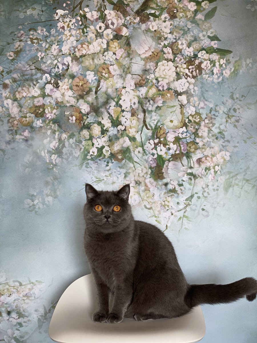 fairyflux's tweet photo. Best thing I bought last year was this backdrop stand https://t.co/Av6k5piFIu