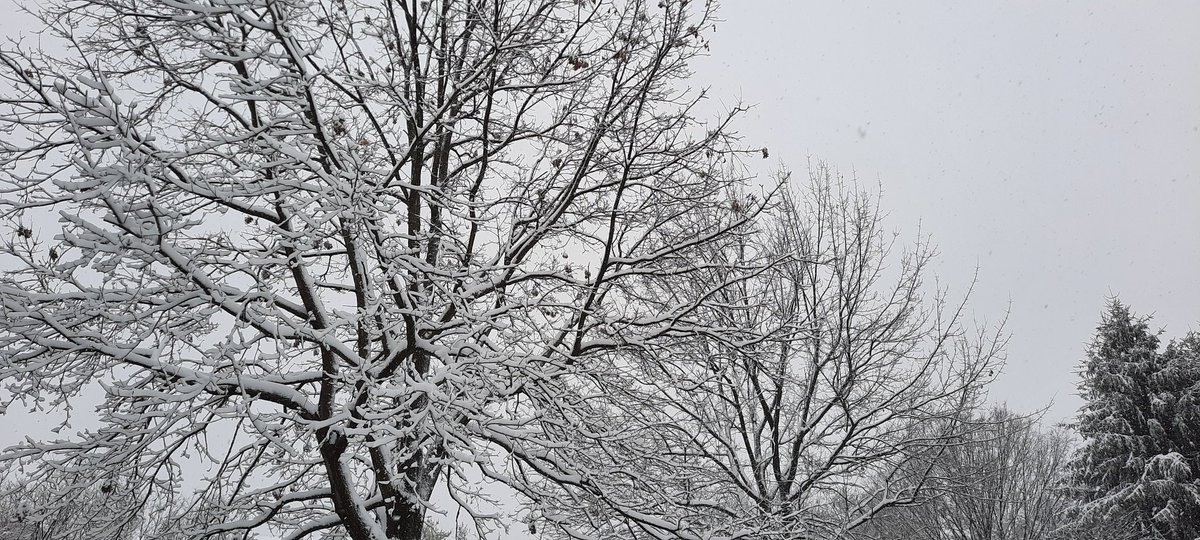 SNOW = an infrequent visitor to these parts over the past several years. 5" so far as of mid morning. Glad I went to the store yesterday. Driving around here in winter storms is to be avoided due to road slickness. Good day for grilled cheese sandwiches &amp; catching up on chores.