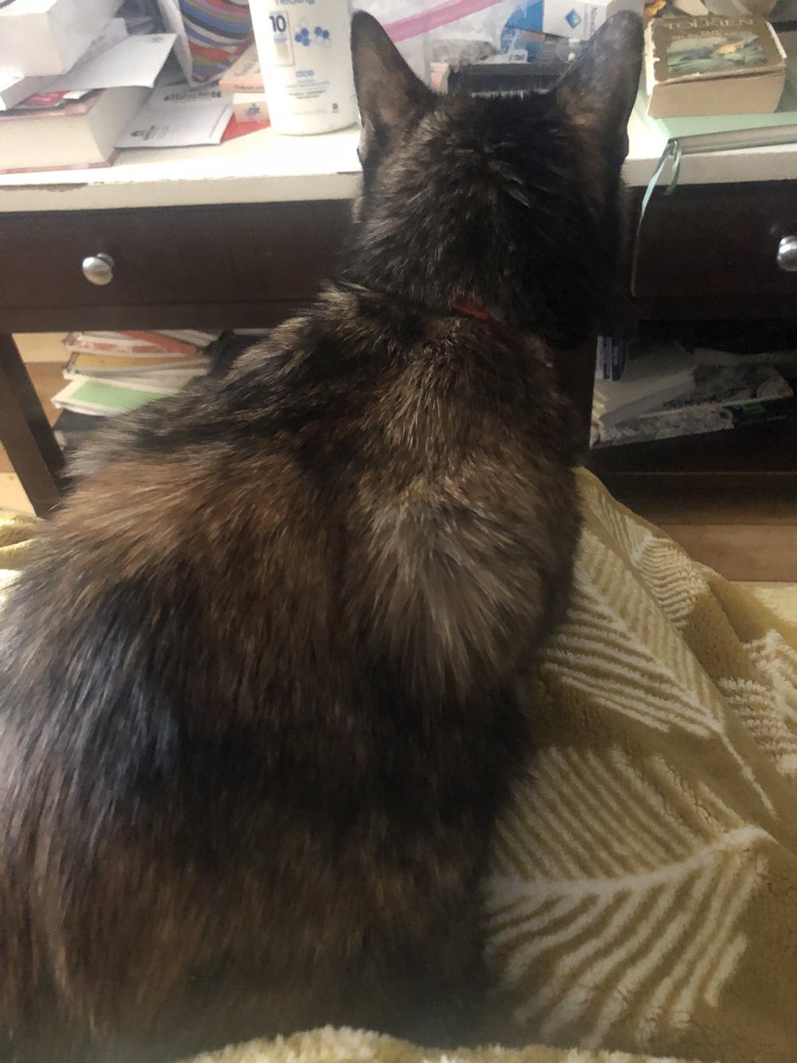 MUCKWlTCH's tweet photo. @feraIdanvers heating pad usurper has clocked in aswell https://t.co/a6KIs3F6WP