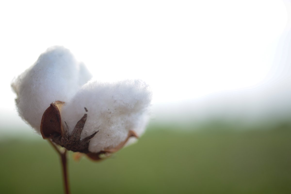 Cotton_Connect's tweet photo. Hello 2022! Looking forward to continuing to innovate and reimagine the future with our partners this year. 
#CottonConnect #ReimagineTheFuture #SustainableCottonFarming #HappyNewYear https://t.co/E9hjbxZ53Z