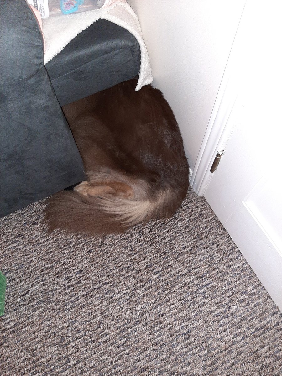 Even my dog wants to hide from <a href="/fordnation/">Doug Ford</a> and his all his Crews ridiculousness.