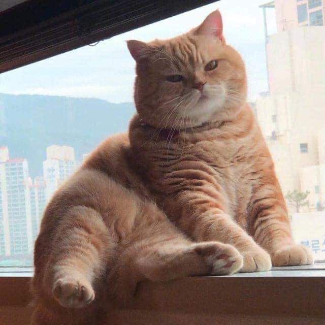 ali_ghonamy's tweet photo. Garfield in real life.. https://t.co/s8xxTwMozx