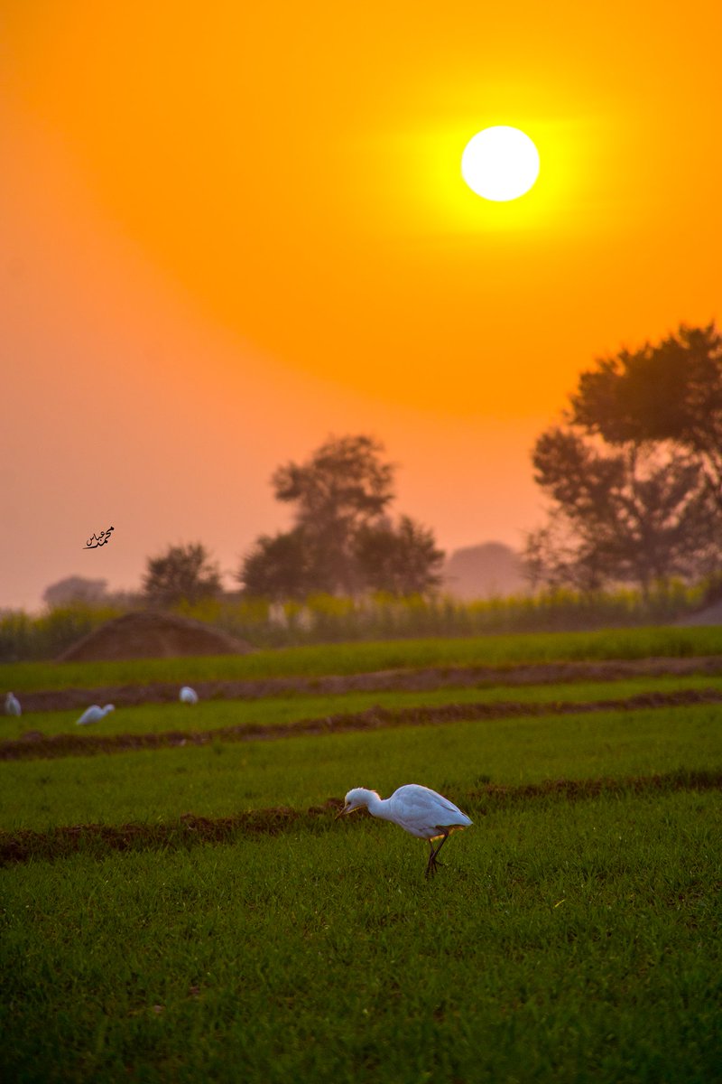 mabbas077's tweet photo. میاں چنوں 
چک 24
#villagelife https://t.co/feL8rmm4hq