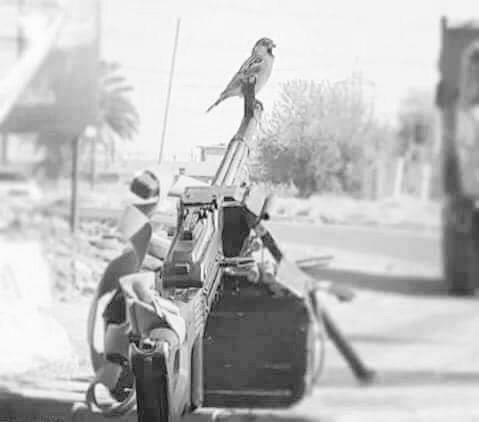 کله چې اصلحه د صادق، مؤمن او ریښتني انسانانو په لاسونو کې وي؛ د هوا مرغان هم د امن احساس کوۍ