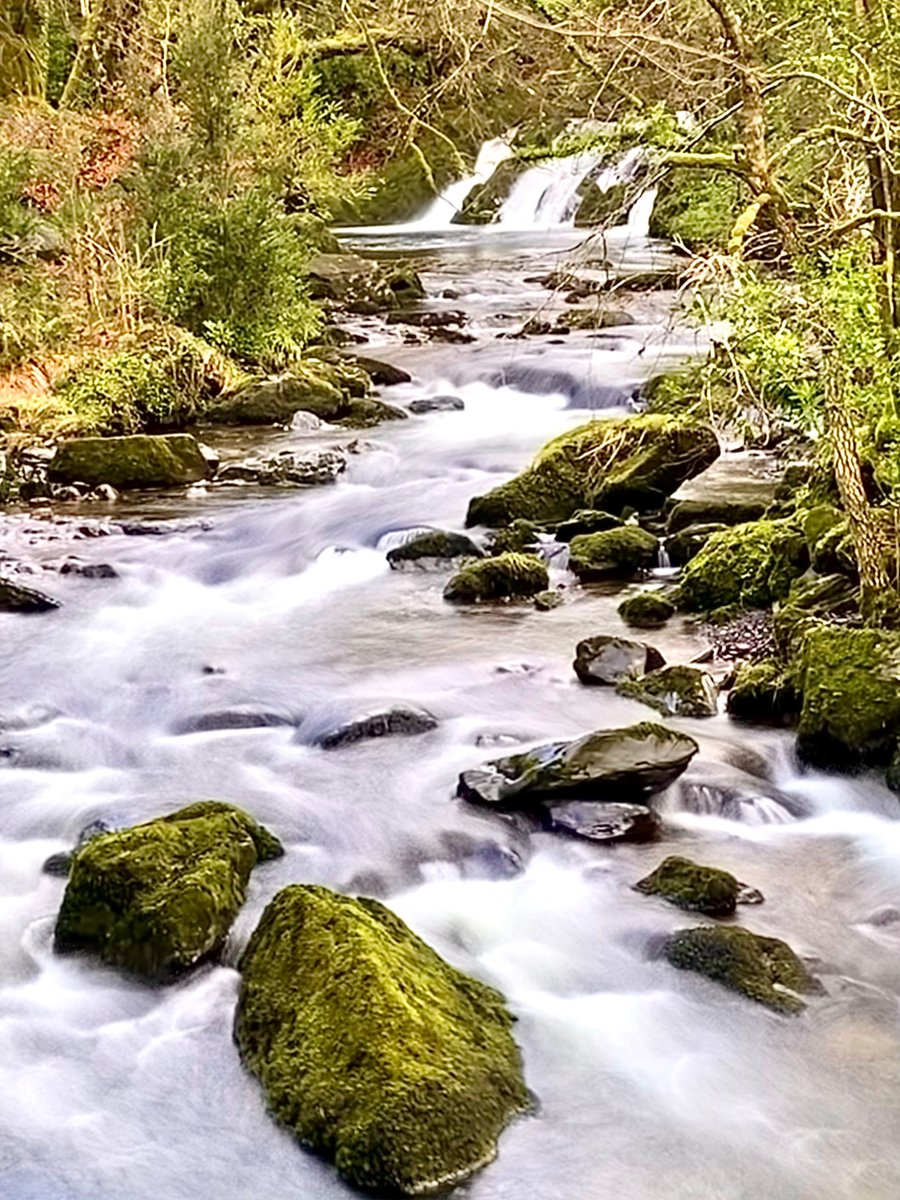 DeeBantry's tweet photo. Beautiful Glengarriff Nature Reserve ❤️ #glengarriff #westcork #bantry #WildAtlanticWay https://t.co/WN4eQHbJYG