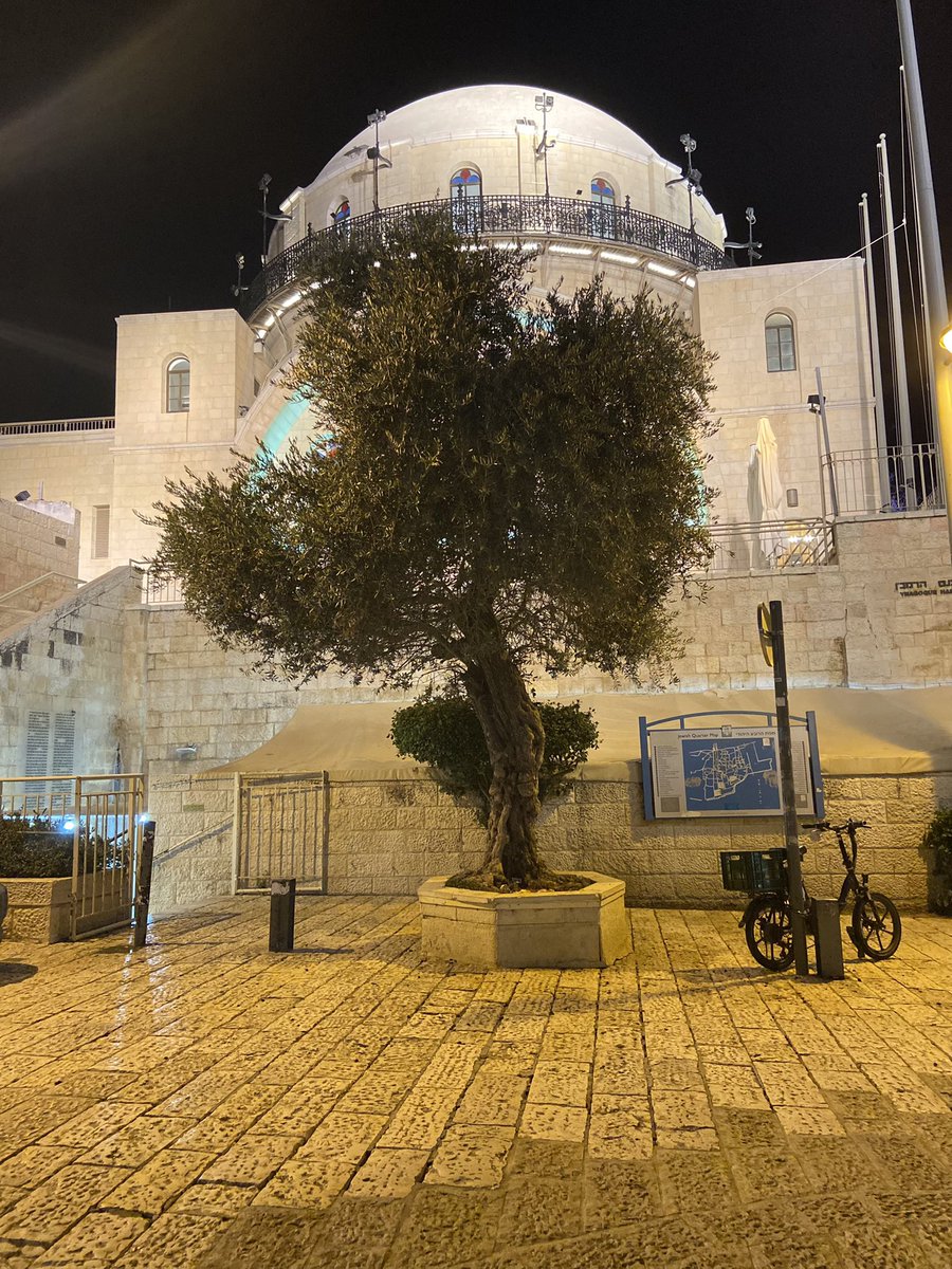 YHBFLeadershipP's tweet photo. Chodesh Tov!  #shvat #rovatrees #GrowthMindset #celebratingtrees https://t.co/Nw2W1IdT8y