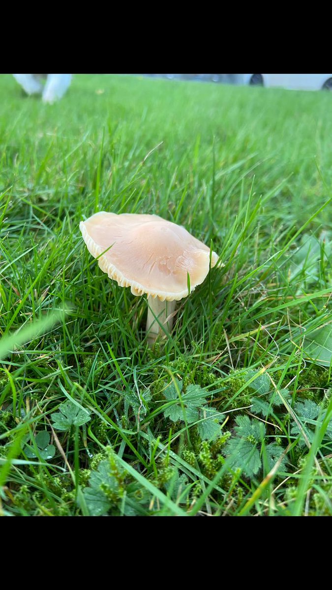 Yelves's tweet photo. Hi ⁦⁦@irishshiitake⁩. Could you assist in identifying this please? https://t.co/bLB05JyPpU