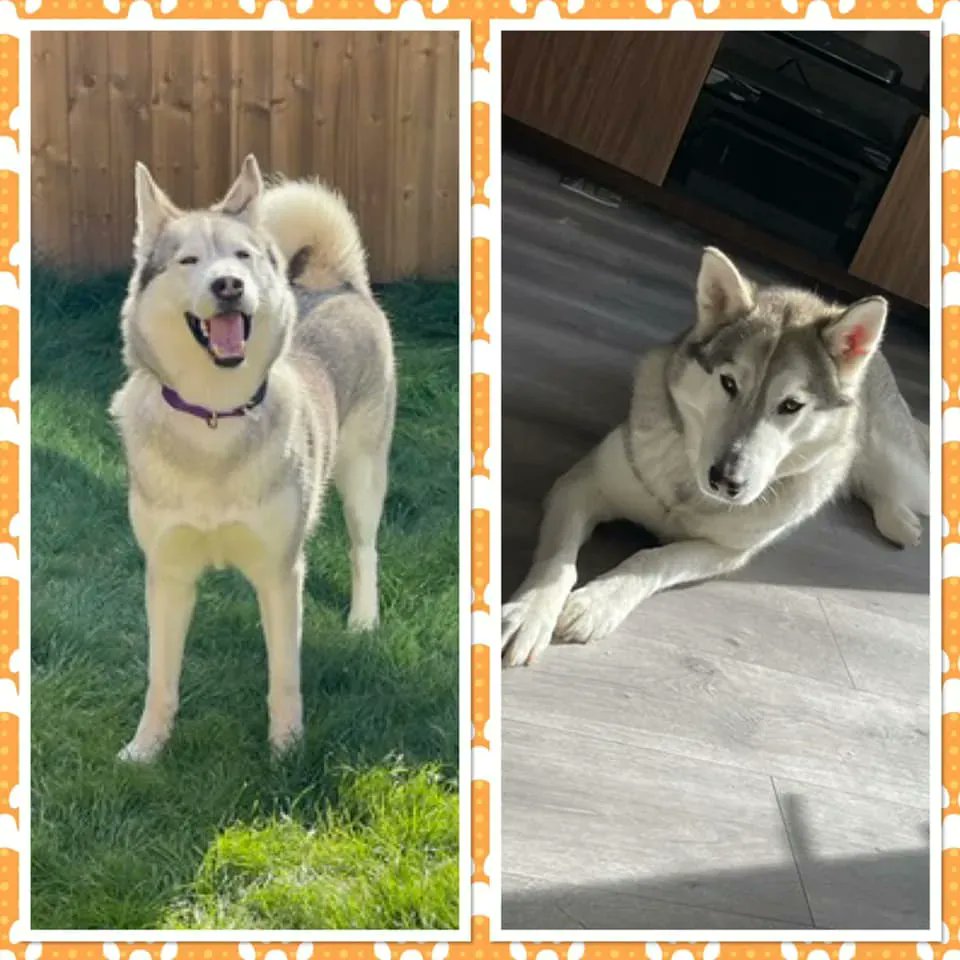 Please RT and help Jessie find a furever home - all details here
findingfureverhomes.org.uk/dogs/jessie/