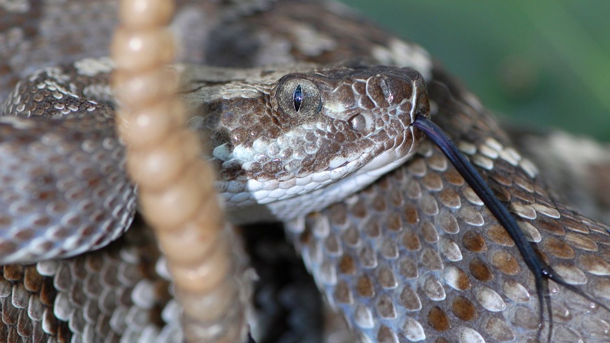 Save The Snakes tweet media