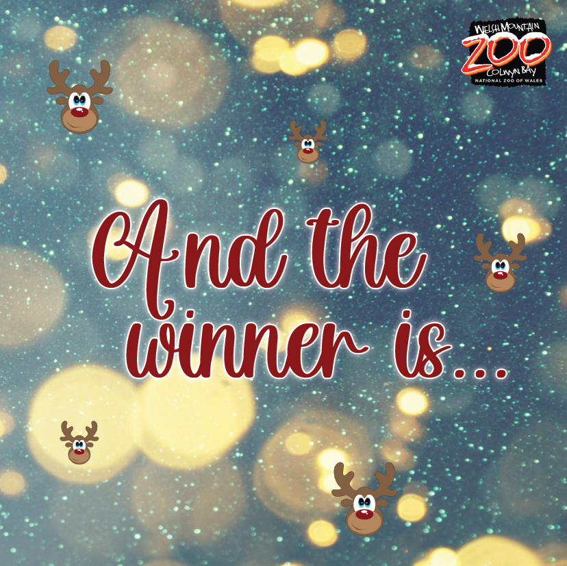 WelshMountainZo's tweet photo. 😄 WINNER ANNOUNCEMENT! 🎉
We're so glad that you all enjoyed taking part in our Reindeer Round-Up Trail, here at the Welsh Mountain Zoo! 🦌
Our winner who was chosen at random is:
✨Lilly, aged 13 from Dyserth✨
#WinnersPost #FestiveFun #Conservation #WMZ #NationalZooOfWales https://t.co/1zUWttDYt0