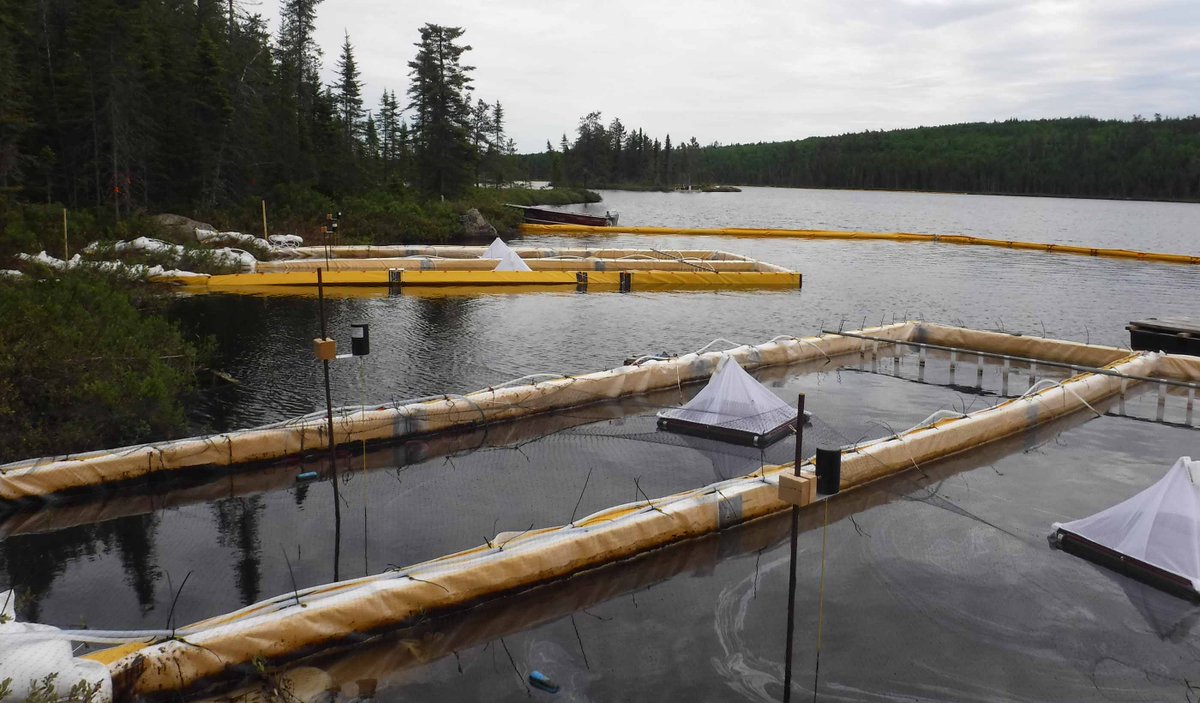 Stantec's tweet photo. Can surface washing agents treat oil spills in freshwater environments? Tanya Shanoff joined a study to find out. https://t.co/FXV3V6fi0u #StantecEnvironment https://t.co/IRwfVMonLl