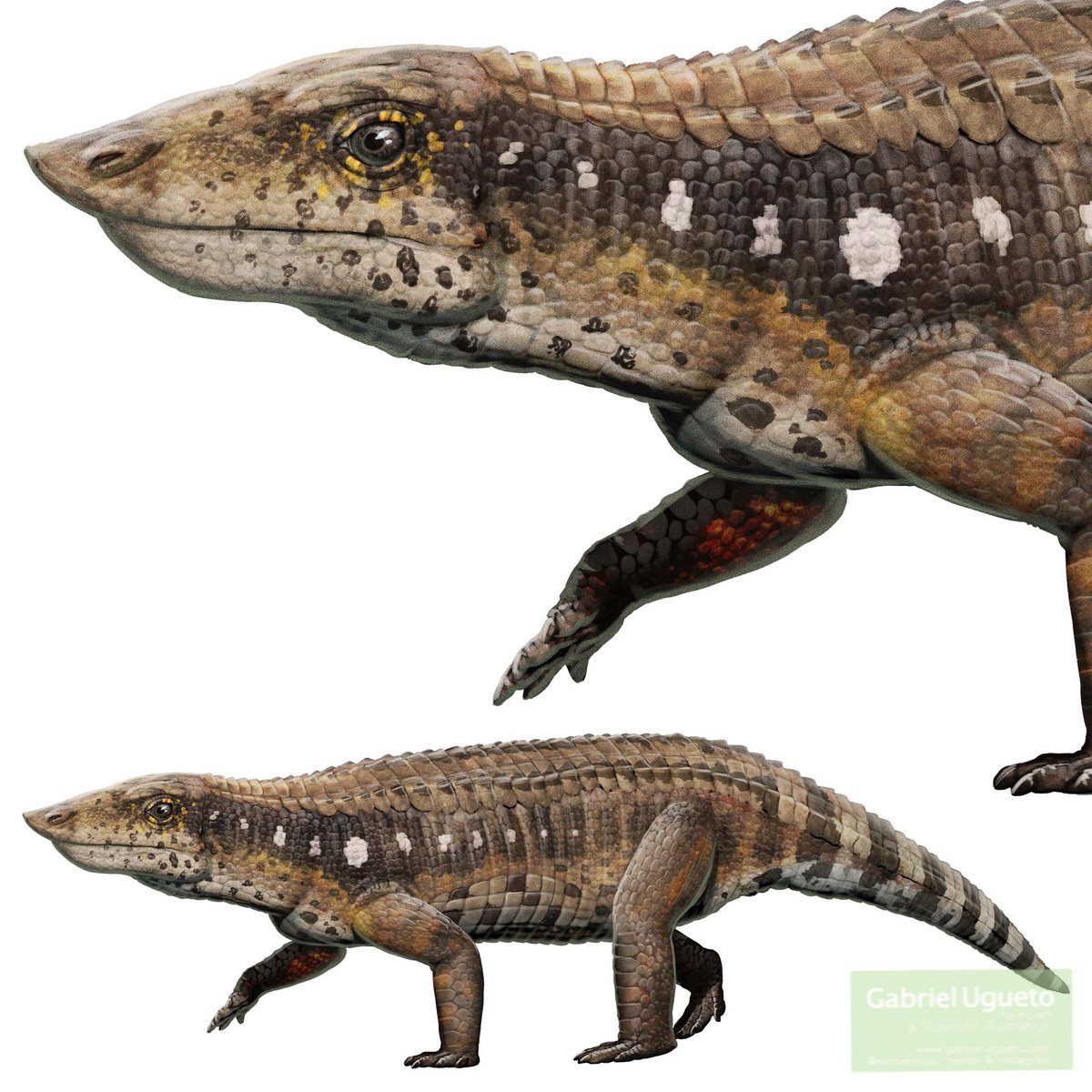 Aetosaurus ferratus, the one that gives the group (Aetosauria) it’s name