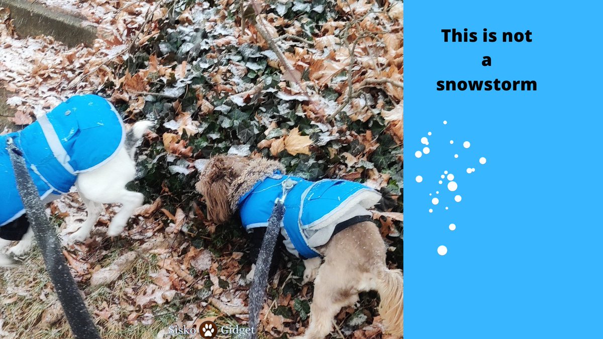 siskoandgidget's tweet photo. Ok Weather People! This is not SNOW!  We want to see our furry friends in the snow playing .Is it snowing in your neck of the woods ?   🐾🐶🌨️❄️🥶 https://t.co/VuUL328ate