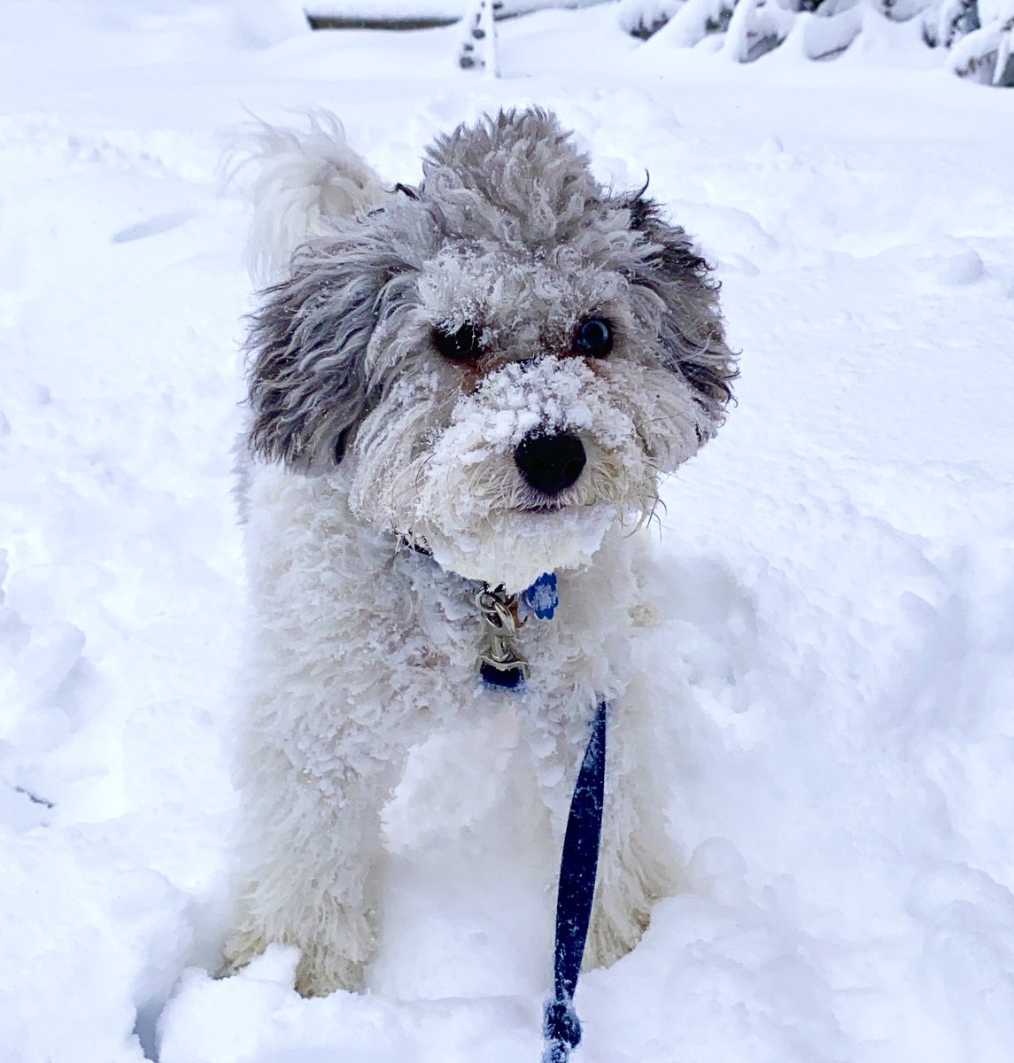 2022 decided to start off with a #snowstorm! This is Mowgli’s first snow, and he was loving every minute of it 🥰