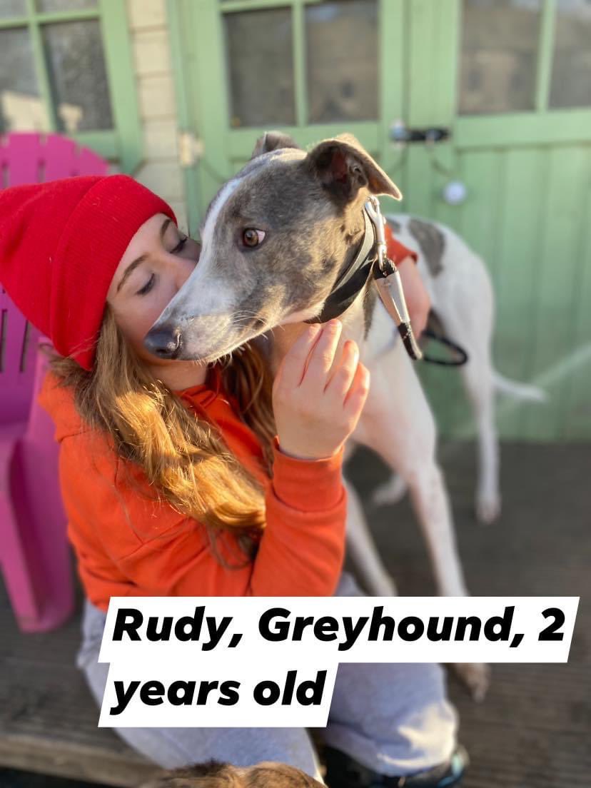 MyLovelyHorseR's tweet photo. HOMES NEEDED:
Just 3 of the dogs we have recently rescued - Larry, Alfie & Rudy.
All great with children. No cats.
Please DM us if you are interested in adopting one of these super boys! π§‘ https://t.co/Mmffrz0iN9