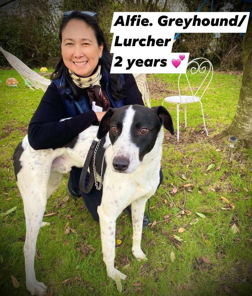 MyLovelyHorseR's tweet photo. HOMES NEEDED:
Just 3 of the dogs we have recently rescued - Larry, Alfie & Rudy.
All great with children. No cats.
Please DM us if you are interested in adopting one of these super boys! π§‘ https://t.co/Mmffrz0iN9