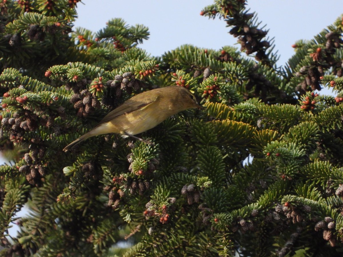 Jordisaca21's tweet photo. Eiii amics. Començo l'any amb ganes de conèixer nous #ocellets però necessito ajuda dels experts. Em podeu ajudar amb aquests? 1 i 2 el mateix, rapinyaire menut. @birdcatalunya @sales_sergi @abeljulien @Pauoc5796 @APouRossell Ja sé que son horroroses però... #birding #fotonatura https://t.co/KAWSNSoOZd