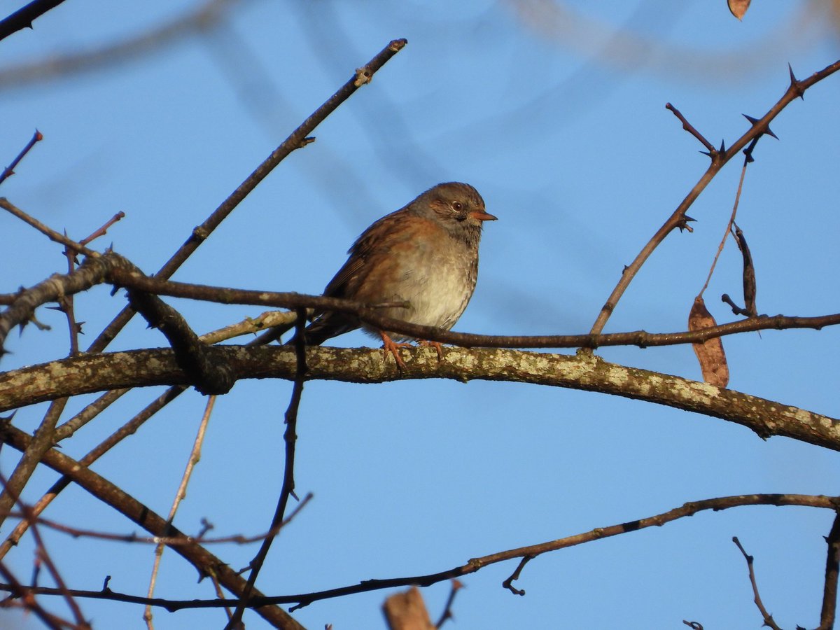 Jordisaca21's tweet photo. Eiii amics. Començo l'any amb ganes de conèixer nous #ocellets però necessito ajuda dels experts. Em podeu ajudar amb aquests? 1 i 2 el mateix, rapinyaire menut. @birdcatalunya @sales_sergi @abeljulien @Pauoc5796 @APouRossell Ja sé que son horroroses però... #birding #fotonatura https://t.co/KAWSNSoOZd