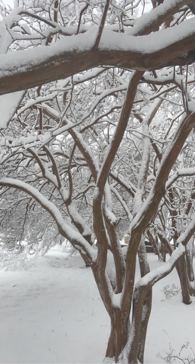 Winter wonderland ❄️