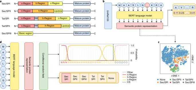 NatureBiotech's tweet photo. SignalP 6.0 predicts all five types of signal peptides using protein language models https://t.co/CV9Wr9eZzF https://t.co/VSZAn6niPX