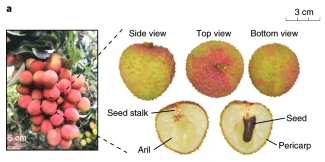 NatureGenet's tweet photo. Two divergent haplotypes from a highly heterozygous lychee genome suggest independent domestication events for early and late-maturing cultivars (Hu et al.) https://t.co/kZJ4Jhpk5q https://t.co/JlXe4SYVYn