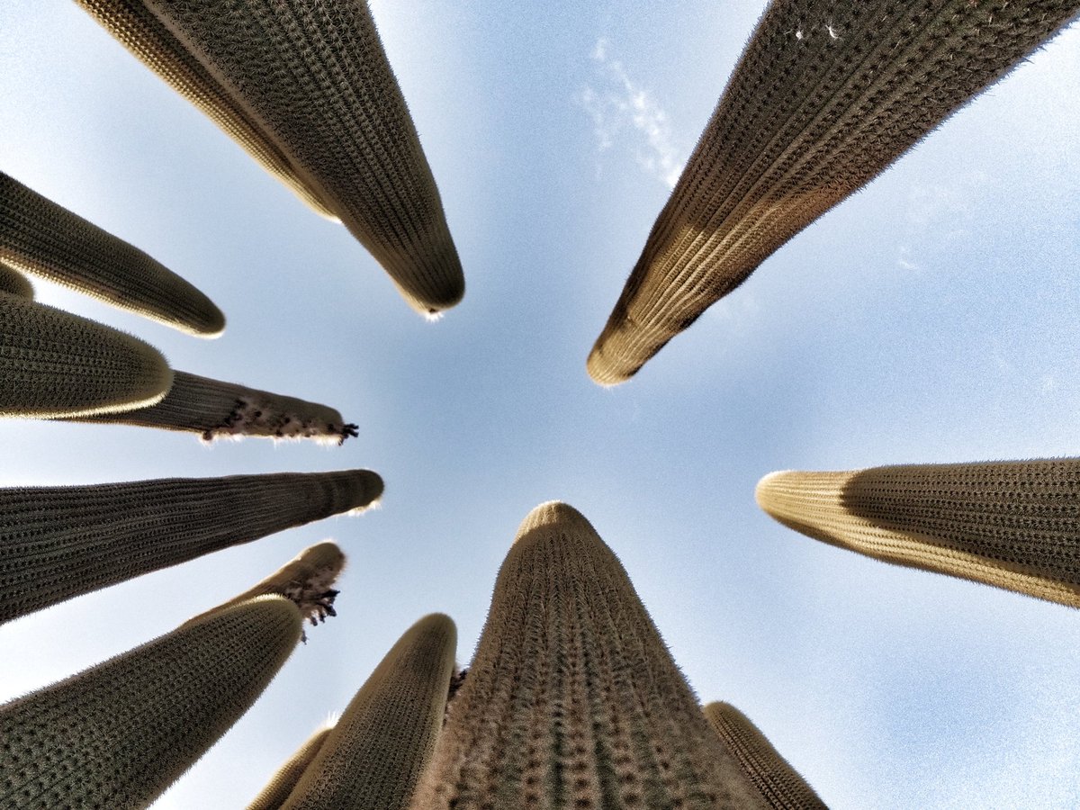 #cacti, from inside looking #upwards, #westerncape