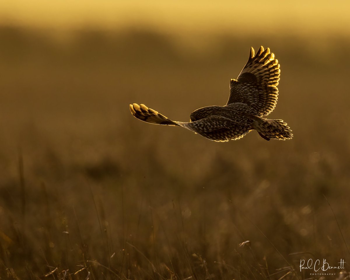 Spending a little quality time with the locals !!!
Out and about in the great British countryside with the Short Eared Owls……
<a href="/BBCSpringwatch/">BBC Springwatch</a> <a href="/WildlifeMag/">BBC Wildlife</a> #BBCWildlifePOTD #shortearedowl #canon <a href="/CanonUKandIE/">Canon UK and Ireland</a> #thewildlifetrust @BBCCountryfile