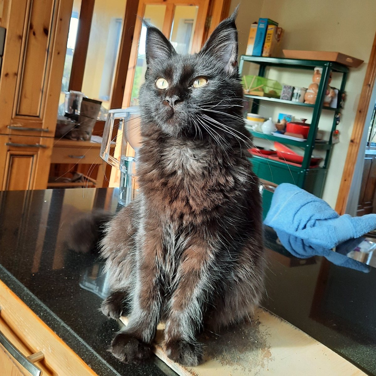 DeirdreQuaid's tweet photo. 1/2 Meet Fluffybutt a.k.a. Spooky Girl. She is a 7 month old Maine Coon angel and I love her very much❤🐈‍⬛
She was given to me after the passing of my cat Fish, who I lost suddenly in September, and Chups who was euthanised in July after battling FIP.
#CatsOfTwitter https://t.co/IMzZBGv3r4