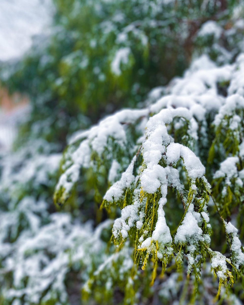 radford_alumni's tweet photo. The first snow of 2022! 😍
#RadfordU | #RadfordAlumni https://t.co/JweghcsgQn