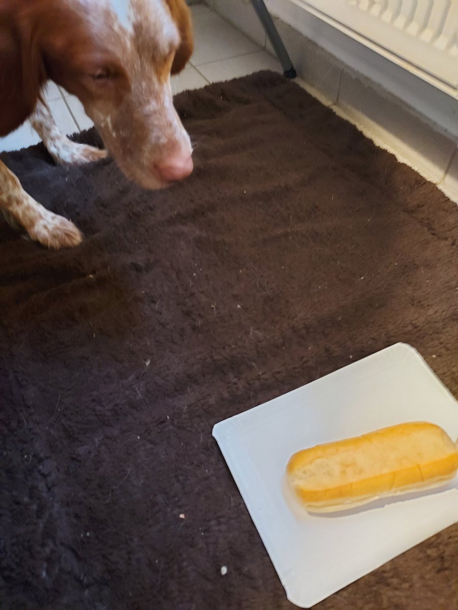 SpurundPfote's tweet photo. "Da liegt etwas Leckeres auf dem Boden - das ist bestimmt für mich?!!" So wie Tobi denken viele Hunde bei einem Brötchen nur ans sofort Fressen. Besser ist es, wenn man geübt hat, dass sie Fressbares anzeigen. https://t.co/1hL1KO8zaU 
#spurundpfote #Hundetraining 
#twitterhunde https://t.co/bWUuyzAnov