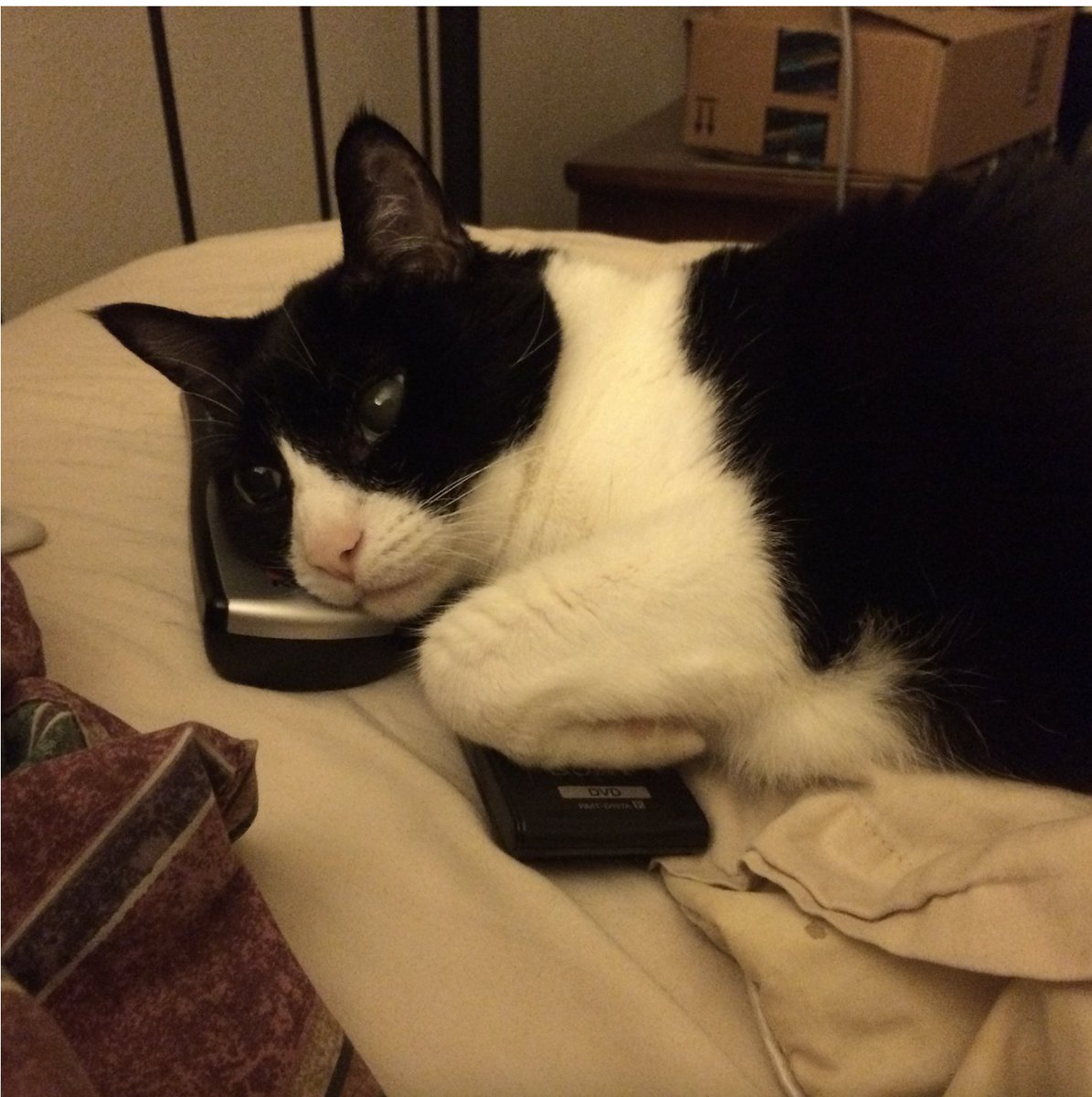 CatRights's tweet image. #CatsofTwittter Xena likes to commandeer the remotes when she likes the show.