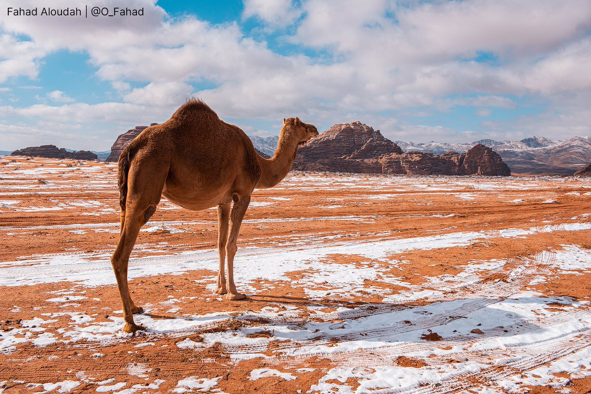 o_fahad's tweet photo. ثلوج جبل اللوز - تبوك ⛄️

. https://t.co/aT8RtiVgt9