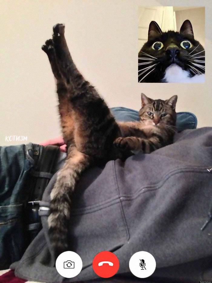 DrewCranie's tweet photo. @KoroushAK @nyanheroes @NyanQueenWengie @maxmerro https://t.co/8BubAJQpSM