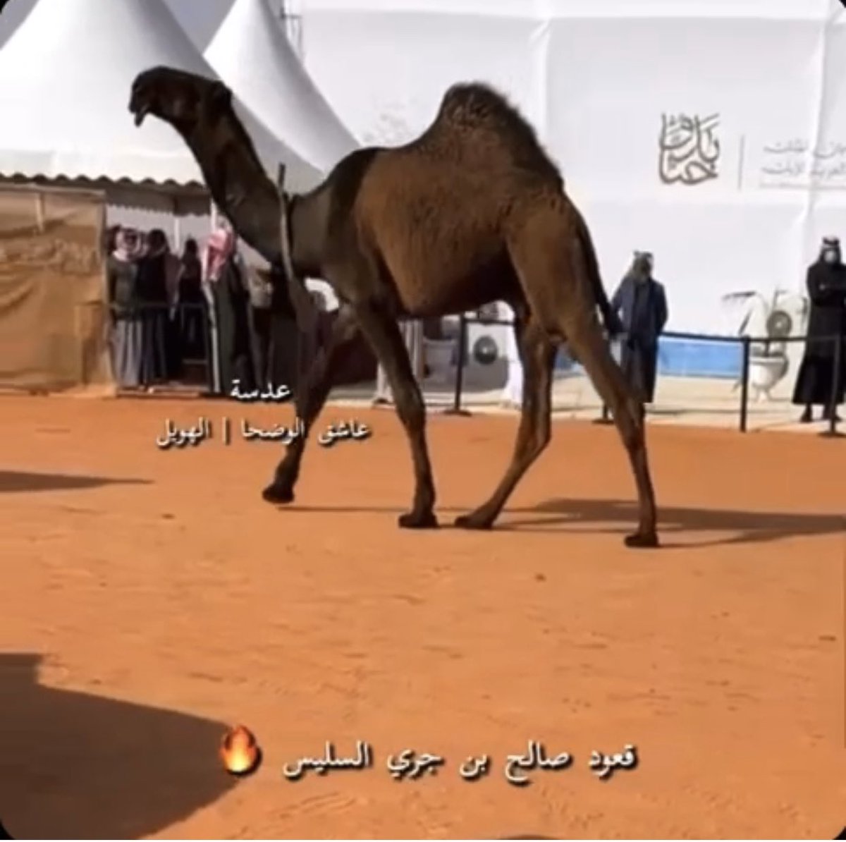 KhaledAlsulais's tweet photo. انظمام قعود صالح بن جري السليس الى لطامات #لطامات #لطامات_النخب  #لطامات_السعودية #لطامات الساميات https://t.co/ILAUkHHzqE