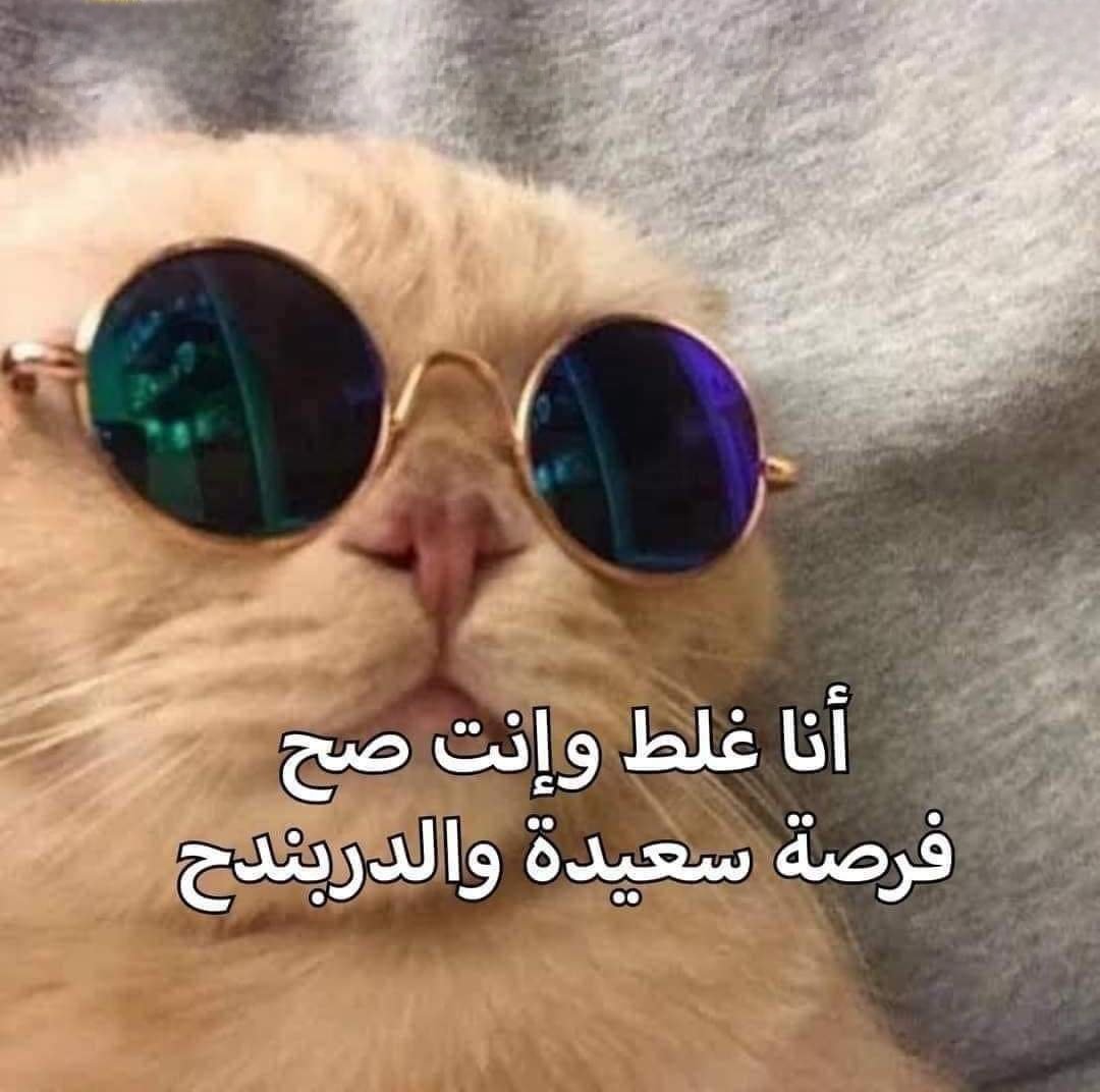 eng_alaa_halisi's tweet photo. لما حد يتناقش معايا هالفترة  .. https://t.co/7DILo9VuhX