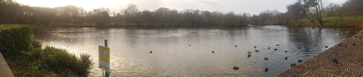 MancunianBirder's tweet photo. Great day in Grovelands Park - 1 drake Hooded Merganser, 1 drake Northern Pochard, 1 drake Shoveler, 6 Mandarin (3 drakes), 35 Tufted Ducks, 2 Egyptian Geese
#London #BirdingLondon #RareEncounters https://t.co/JssRZ85fuj