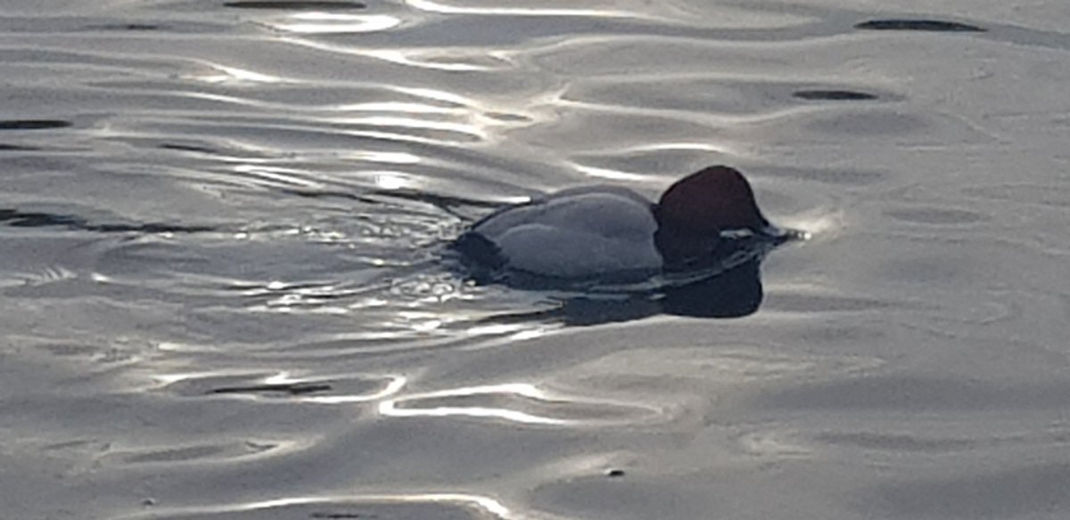 MancunianBirder's tweet photo. Great day in Grovelands Park - 1 drake Hooded Merganser, 1 drake Northern Pochard, 1 drake Shoveler, 6 Mandarin (3 drakes), 35 Tufted Ducks, 2 Egyptian Geese
#London #BirdingLondon #RareEncounters https://t.co/JssRZ85fuj